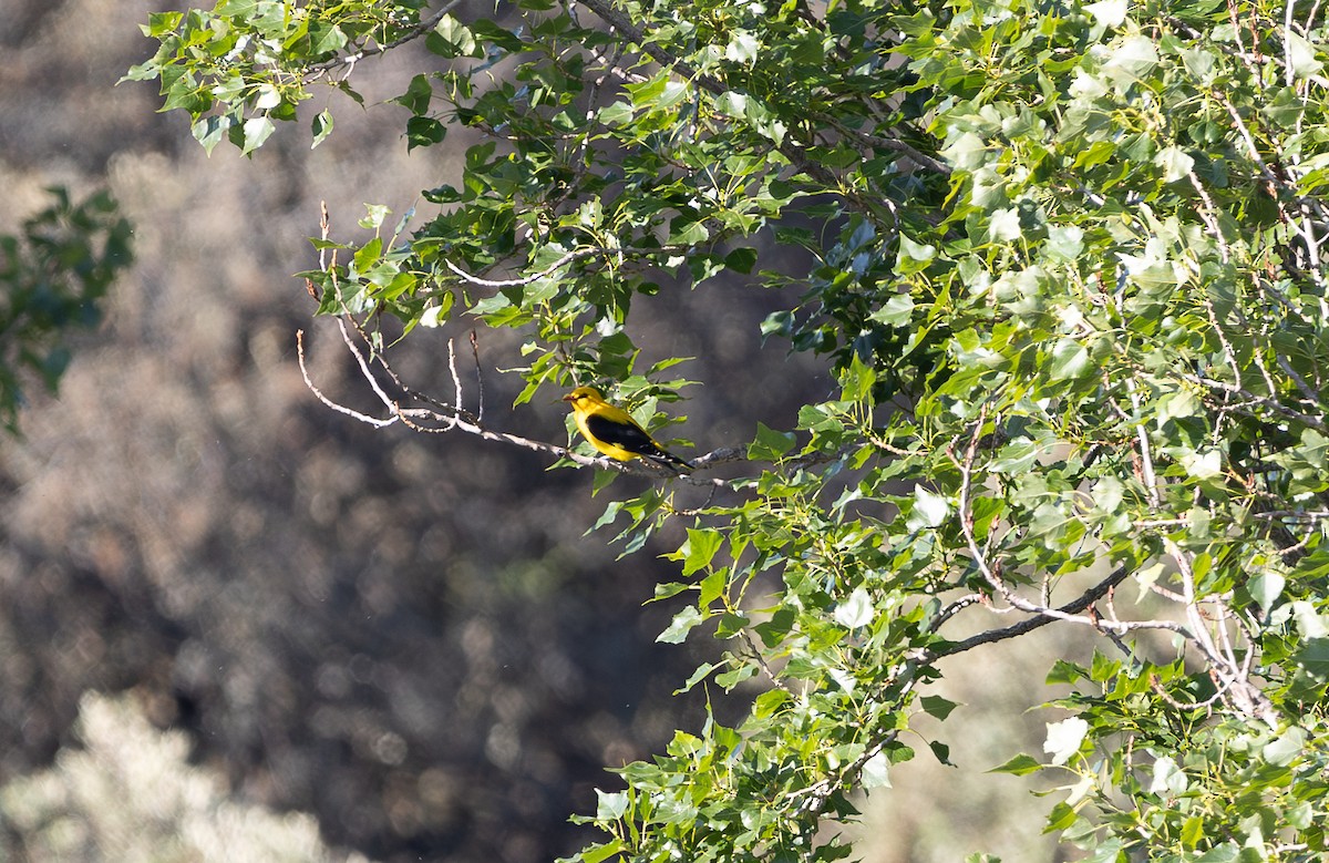 Эгэл шаргач - ML642655129