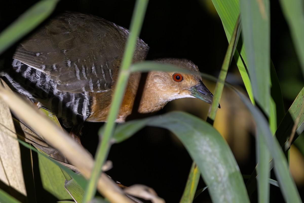 damrikse - ML642655131