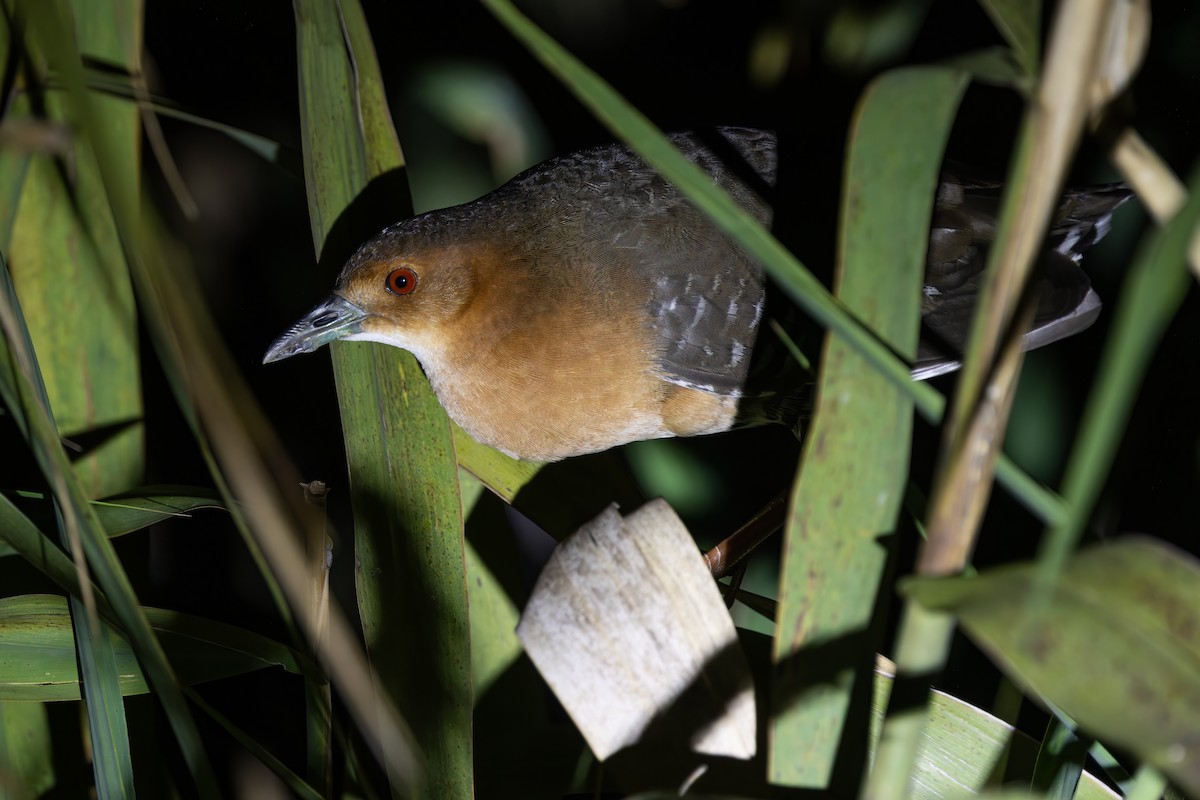 damrikse - ML642655132