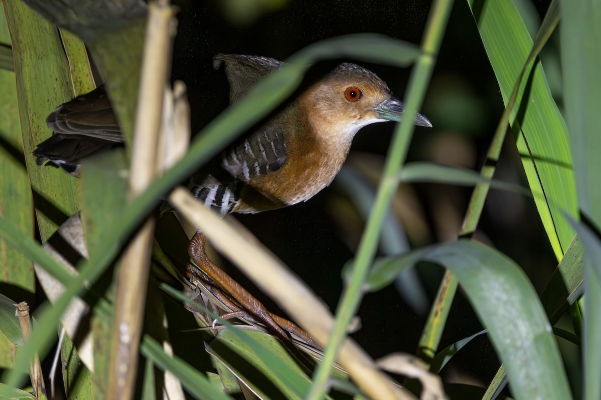 damrikse - ML642655133