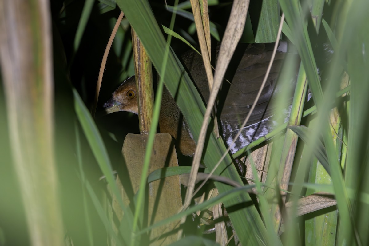 damrikse - ML642655134