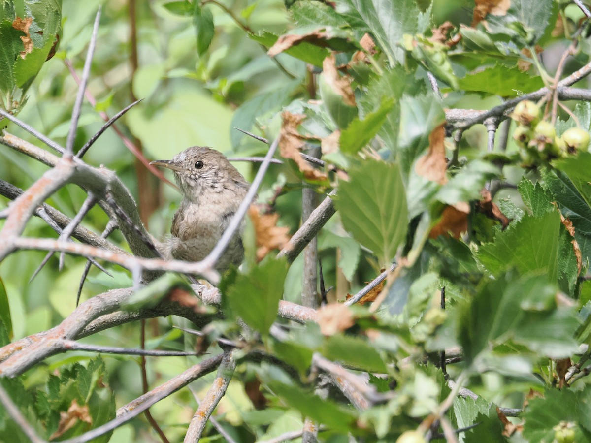 Northern House Wren - ML642655139
