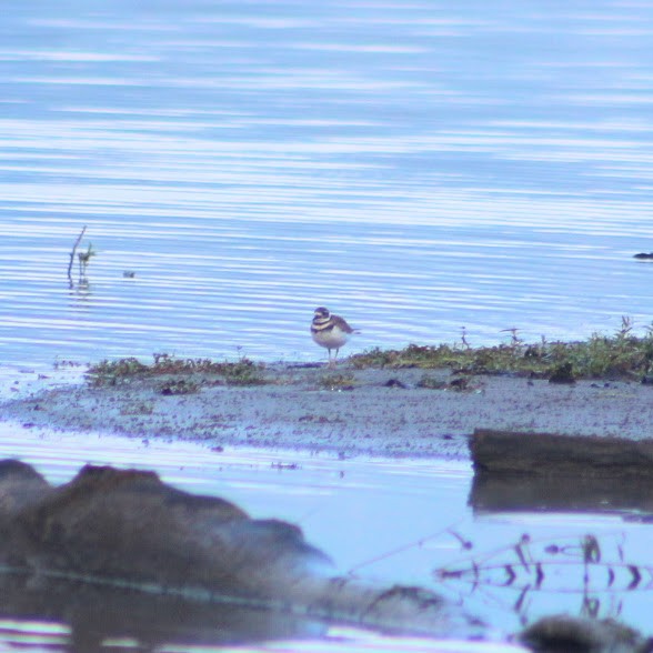 Killdeer - ML642655141