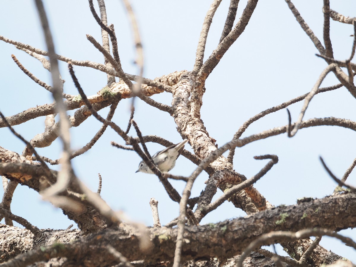 Plumbeous Vireo - ML642655152