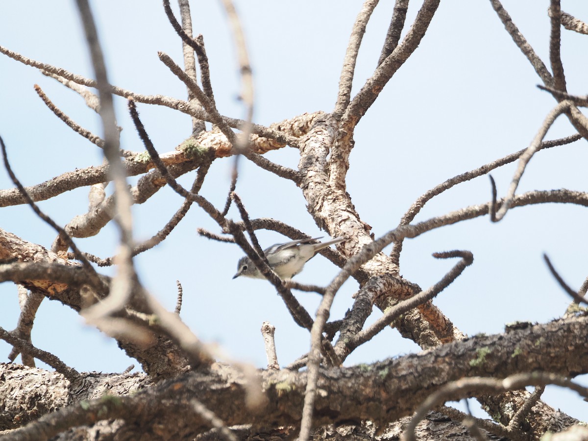 Plumbeous Vireo - ML642655153