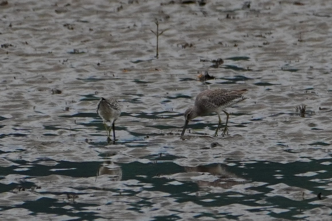 Short-billed Dowitcher - ML642655155