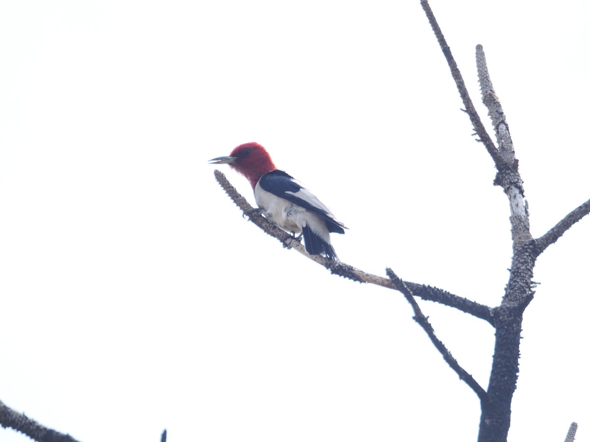 Red-headed Woodpecker - ML642655166