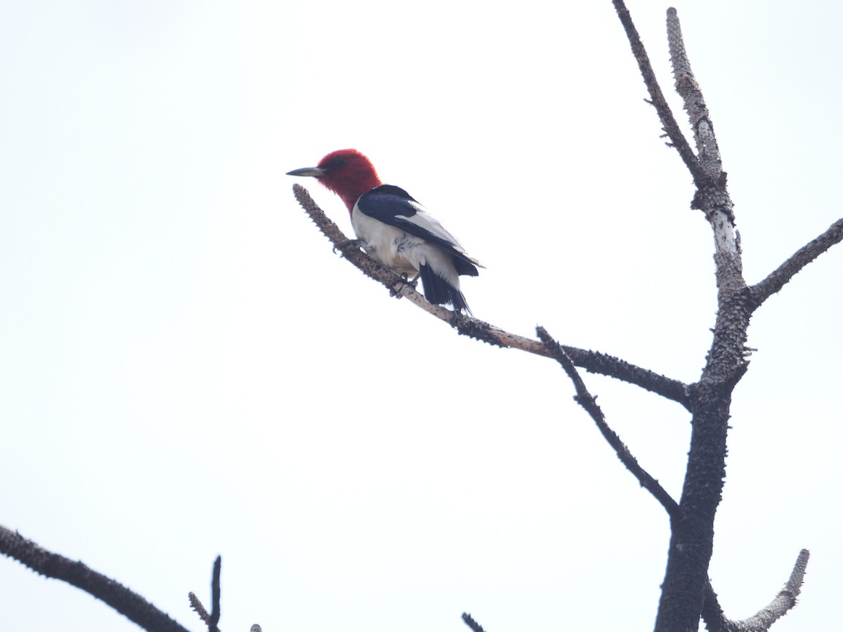 Red-headed Woodpecker - ML642655167