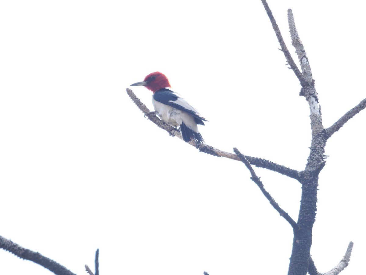 Red-headed Woodpecker - ML642655168