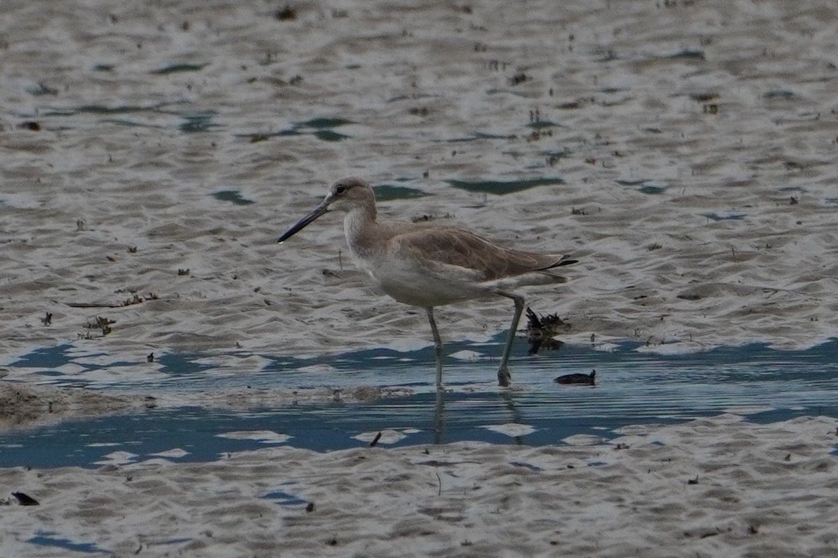 Willet - ML642655169