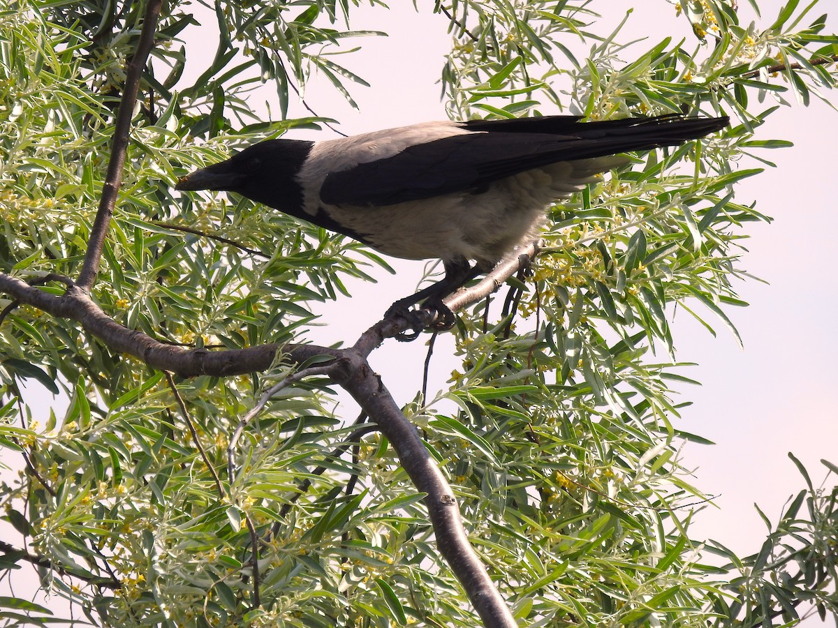 Leş Kargası - ML642655172