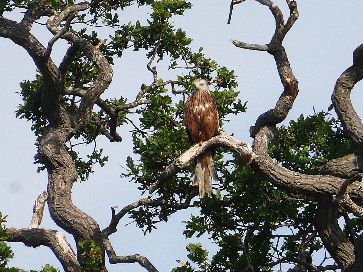 Red Kite - ML642655173