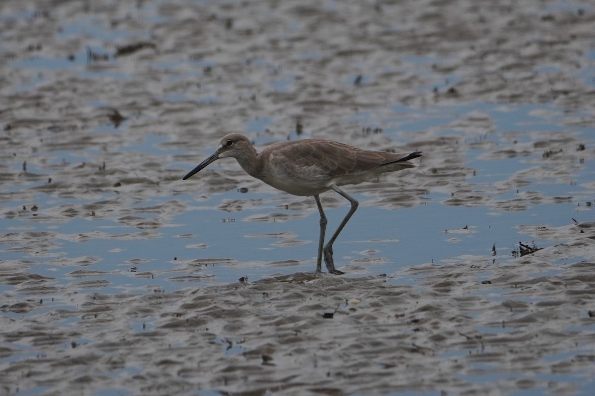 Willet - ML642655174