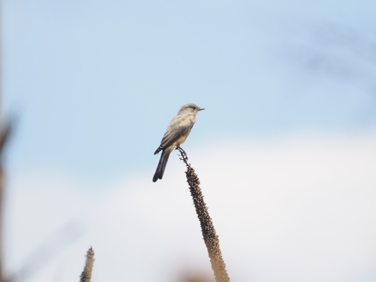 Say's Phoebe - ML642655190