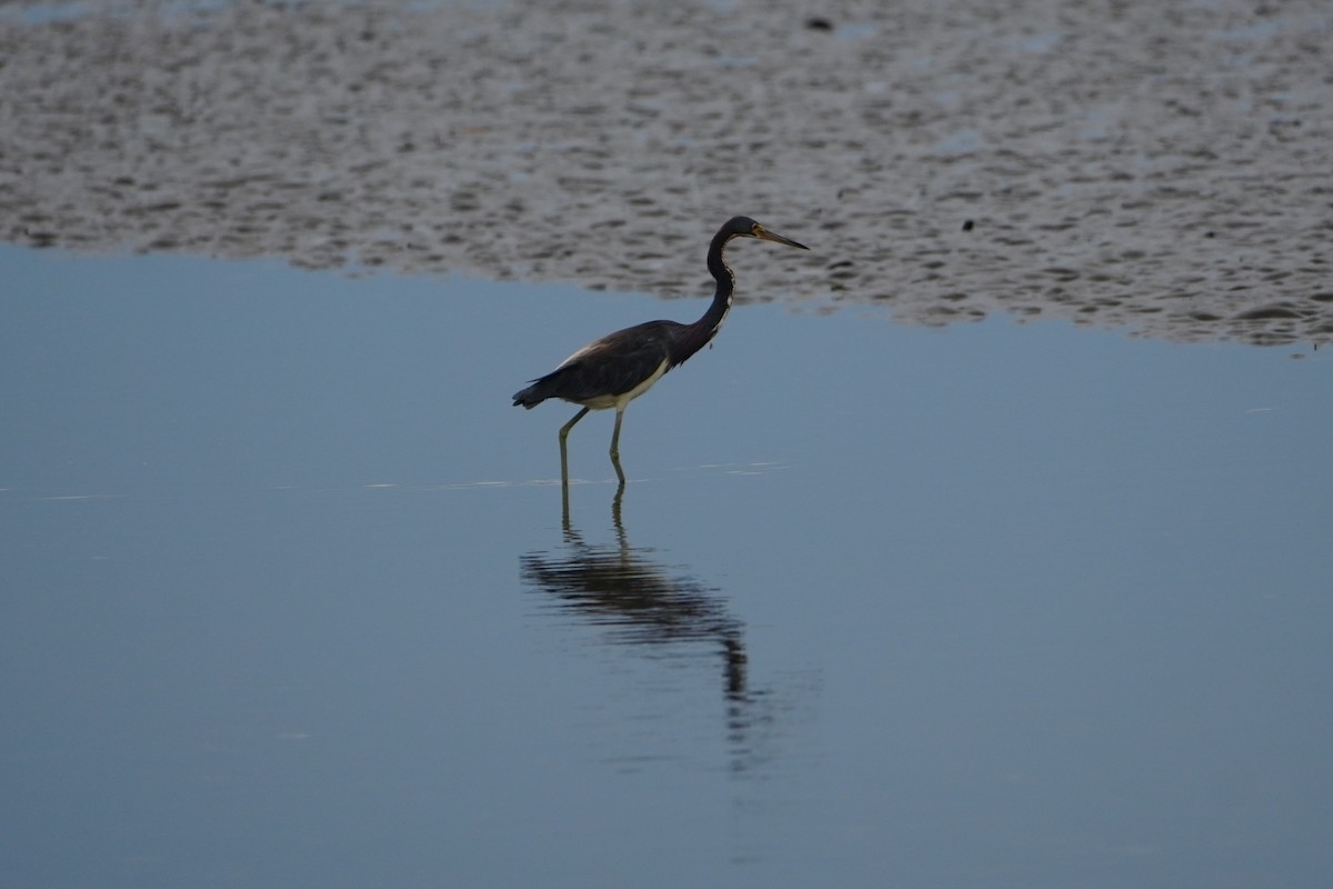 Tricolored Heron - ML642655192