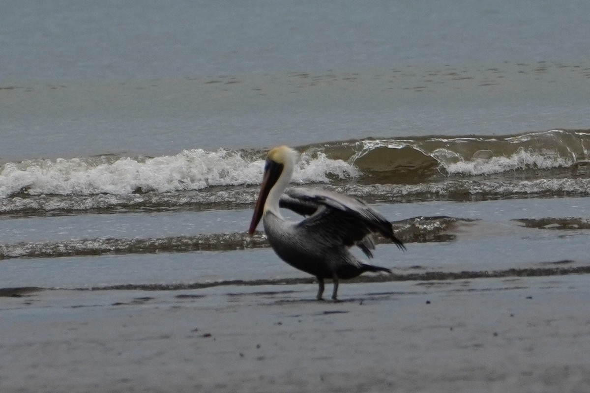 Brown Pelican - ML642655195