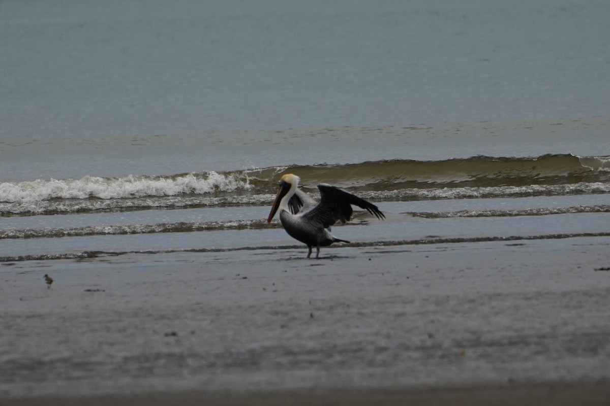 Brown Pelican - ML642655196