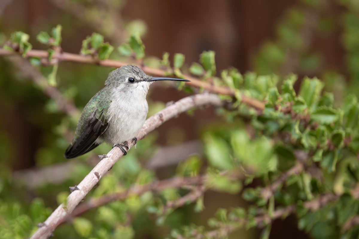 Anna's x Costa's Hummingbird (hybrid) - ML642655198