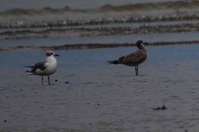 Laughing Gull - ML642655211