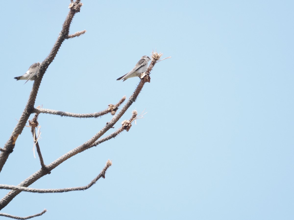 Violet-green Swallow - ML642655216
