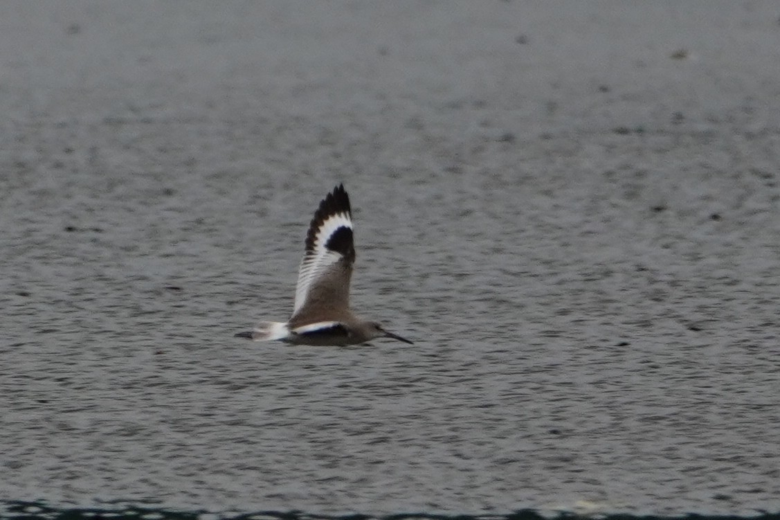 Willet - ML642655220