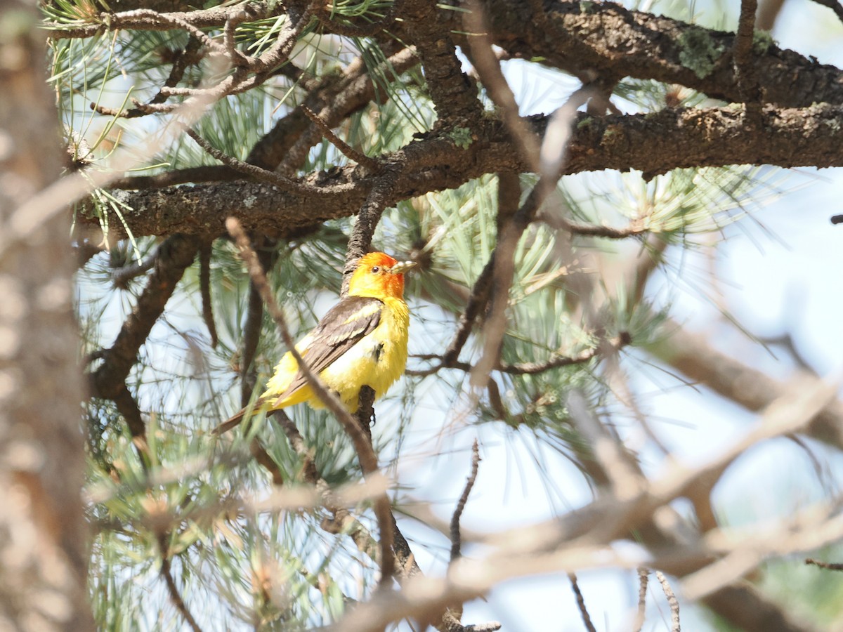 Western Tanager - ML642655224
