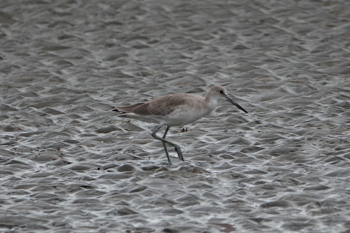 Willet - ML642655238