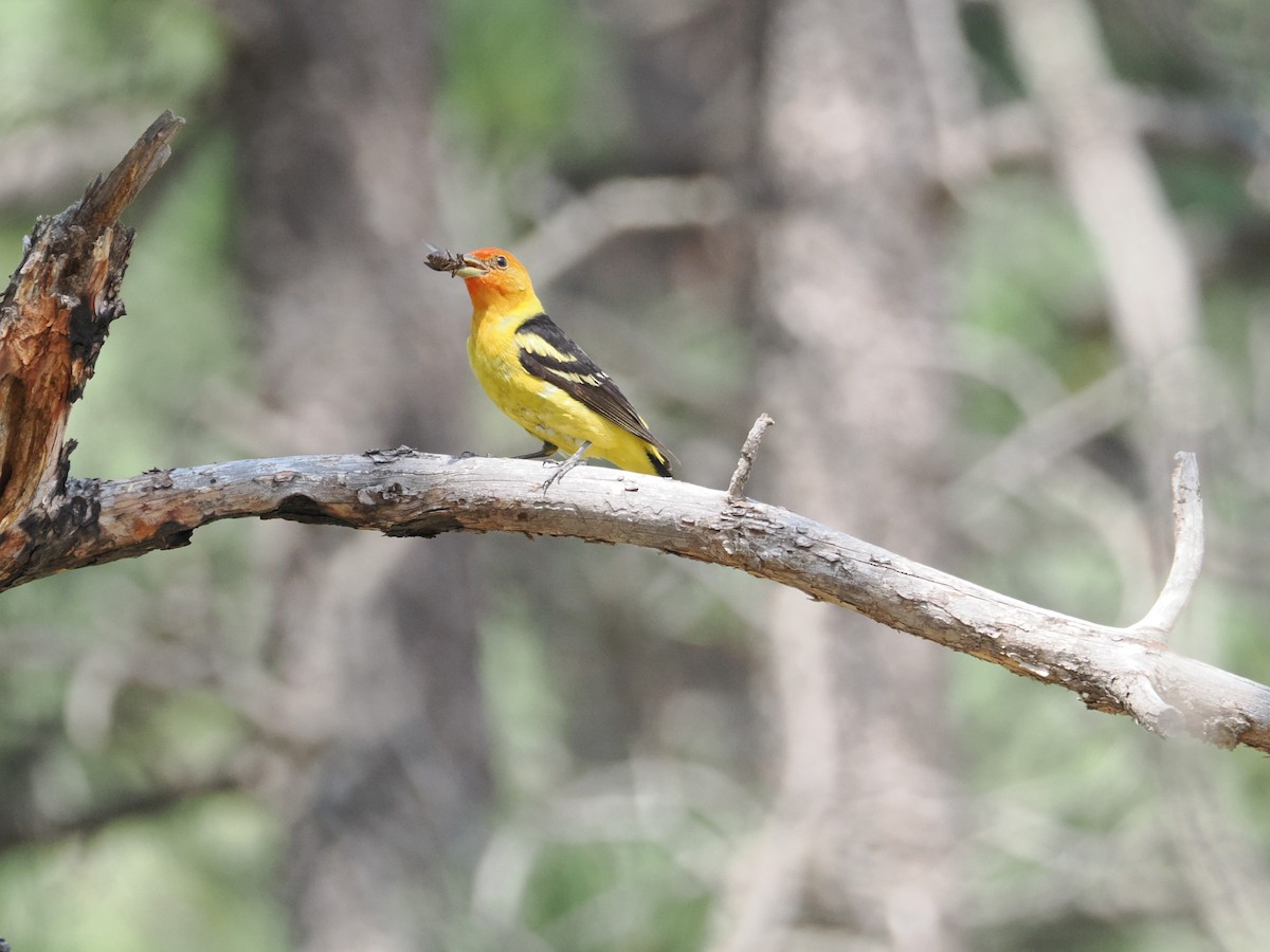 Western Tanager - ML642655239