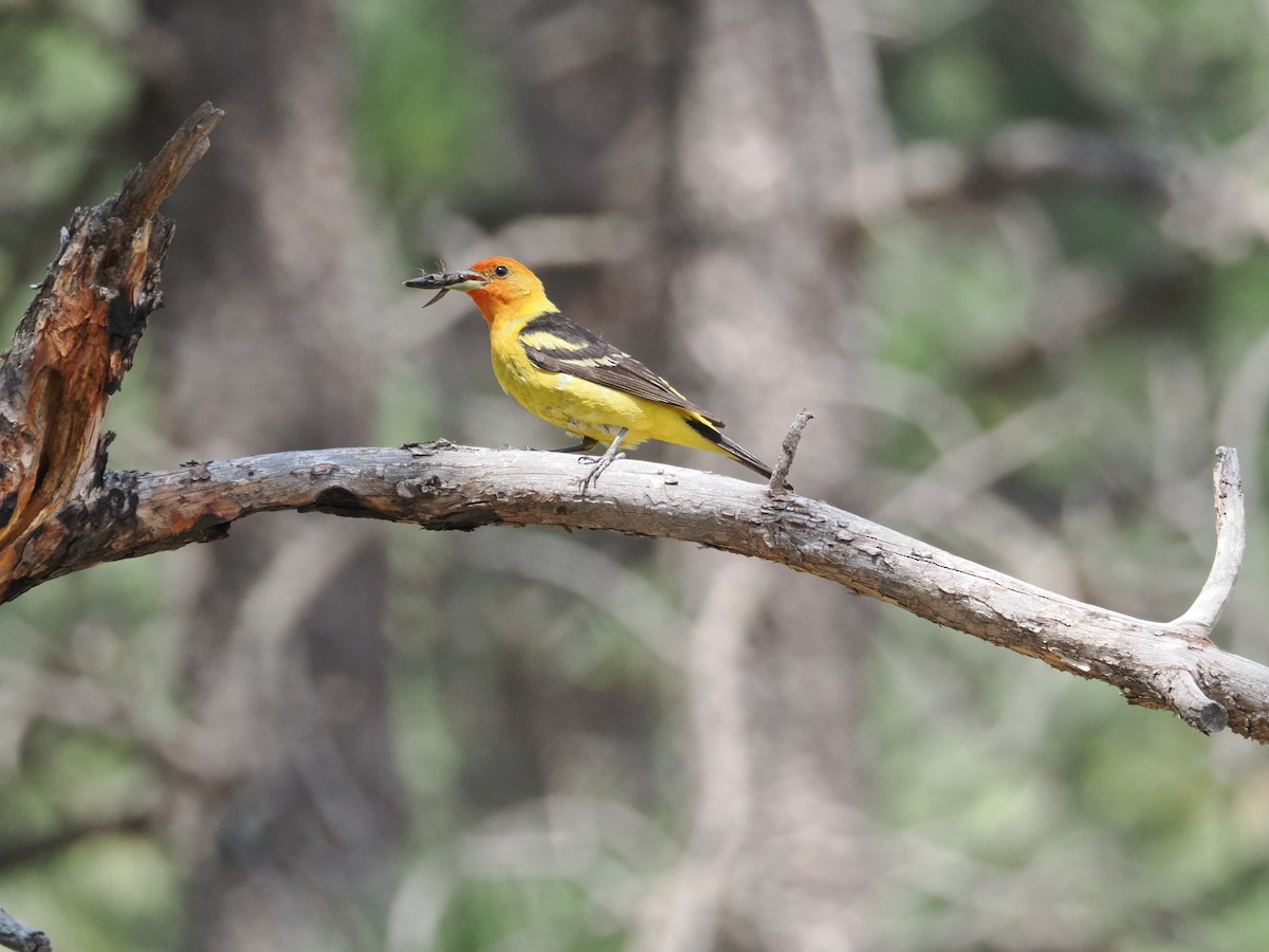 Western Tanager - ML642655245