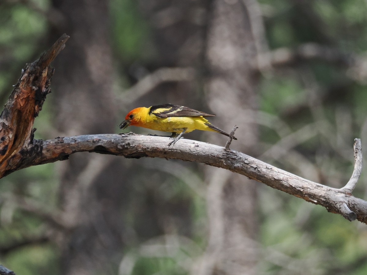 Western Tanager - ML642655247