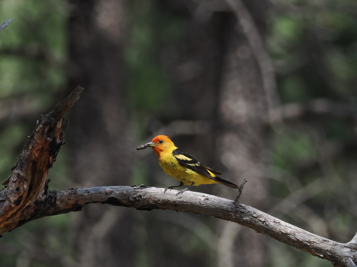 Western Tanager - ML642655249