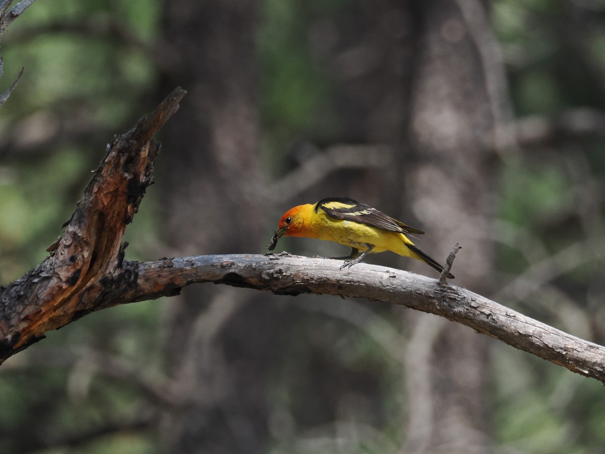 Western Tanager - ML642655252