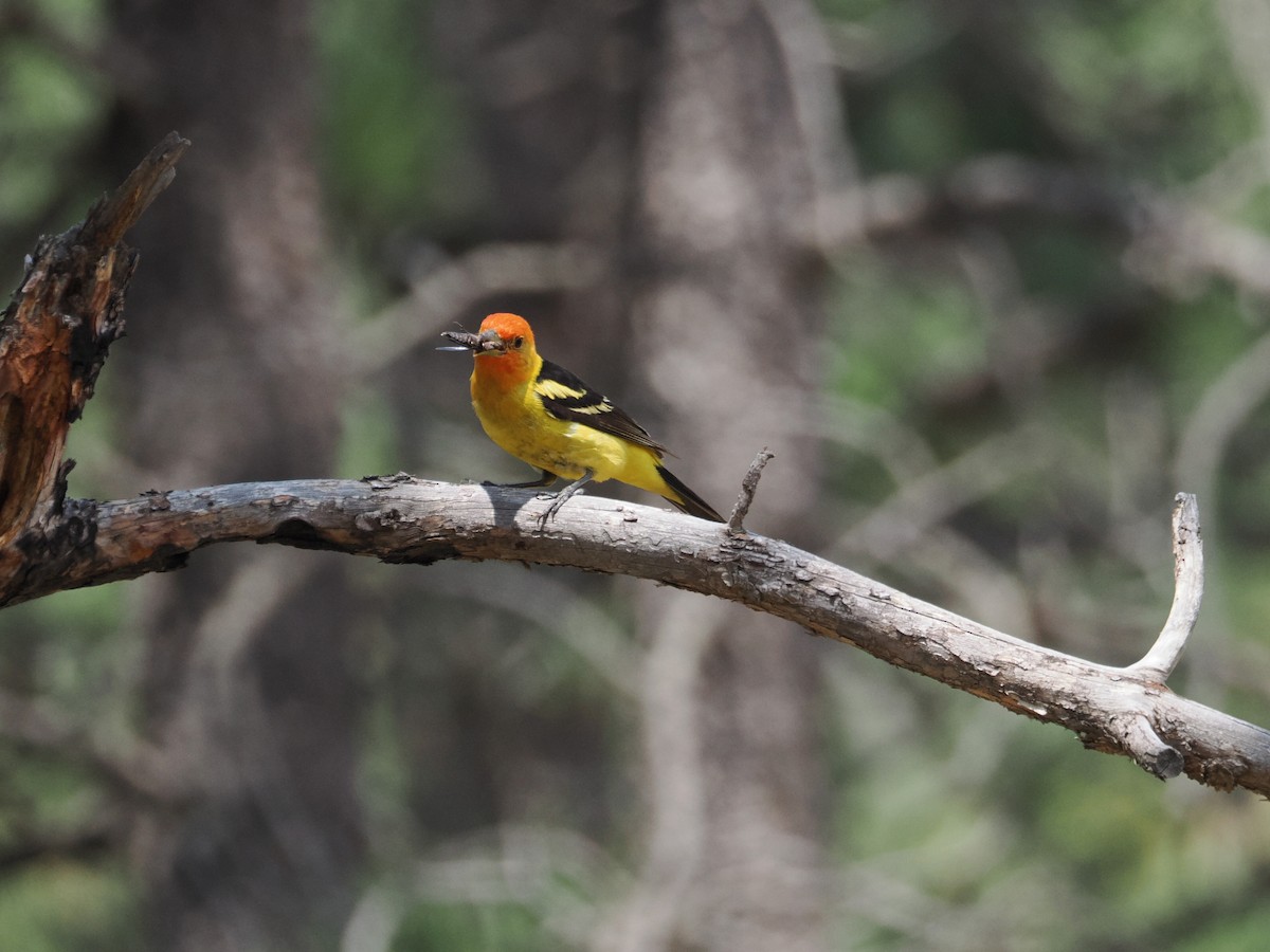 Western Tanager - ML642655253