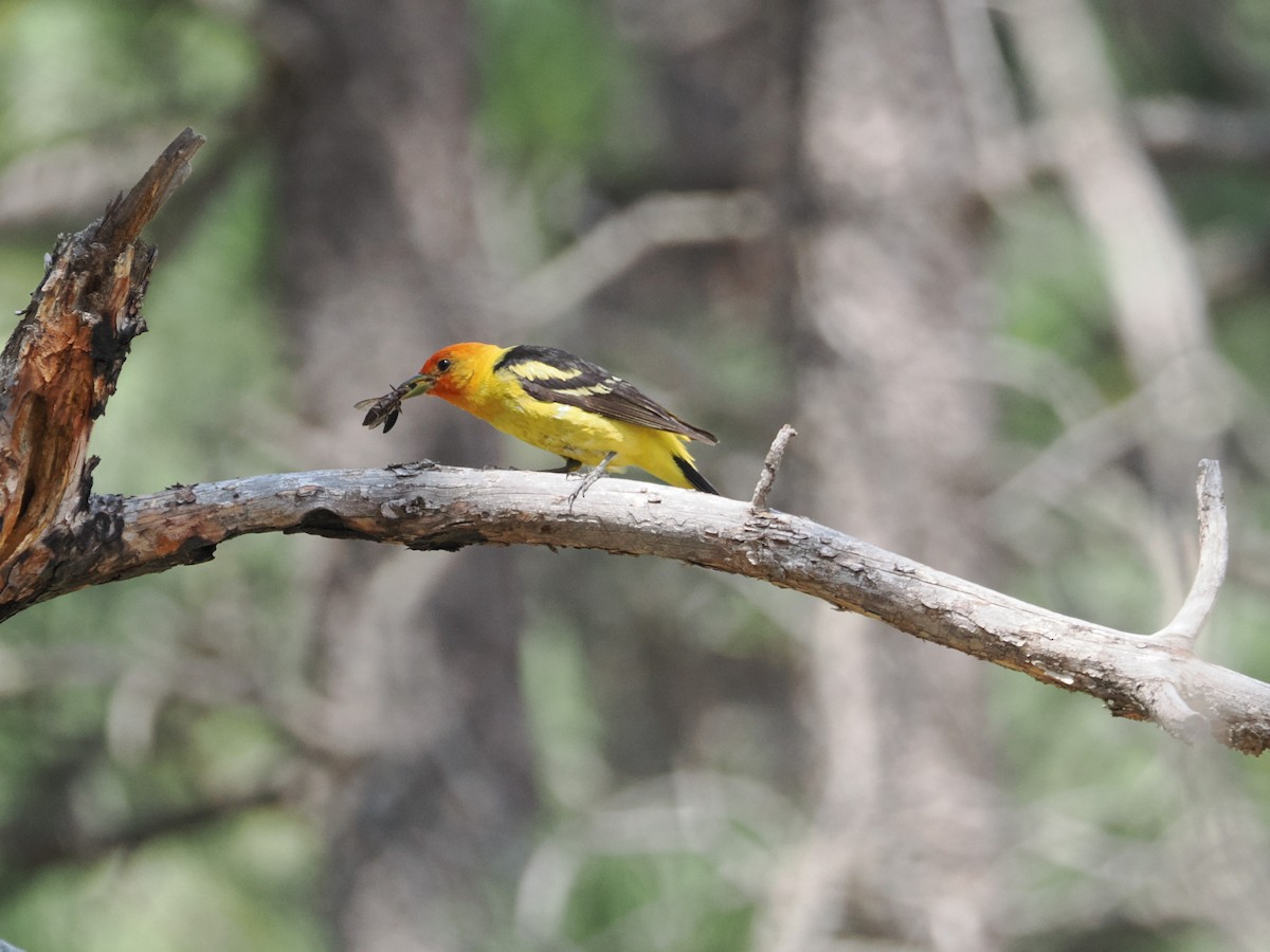 Western Tanager - ML642655257