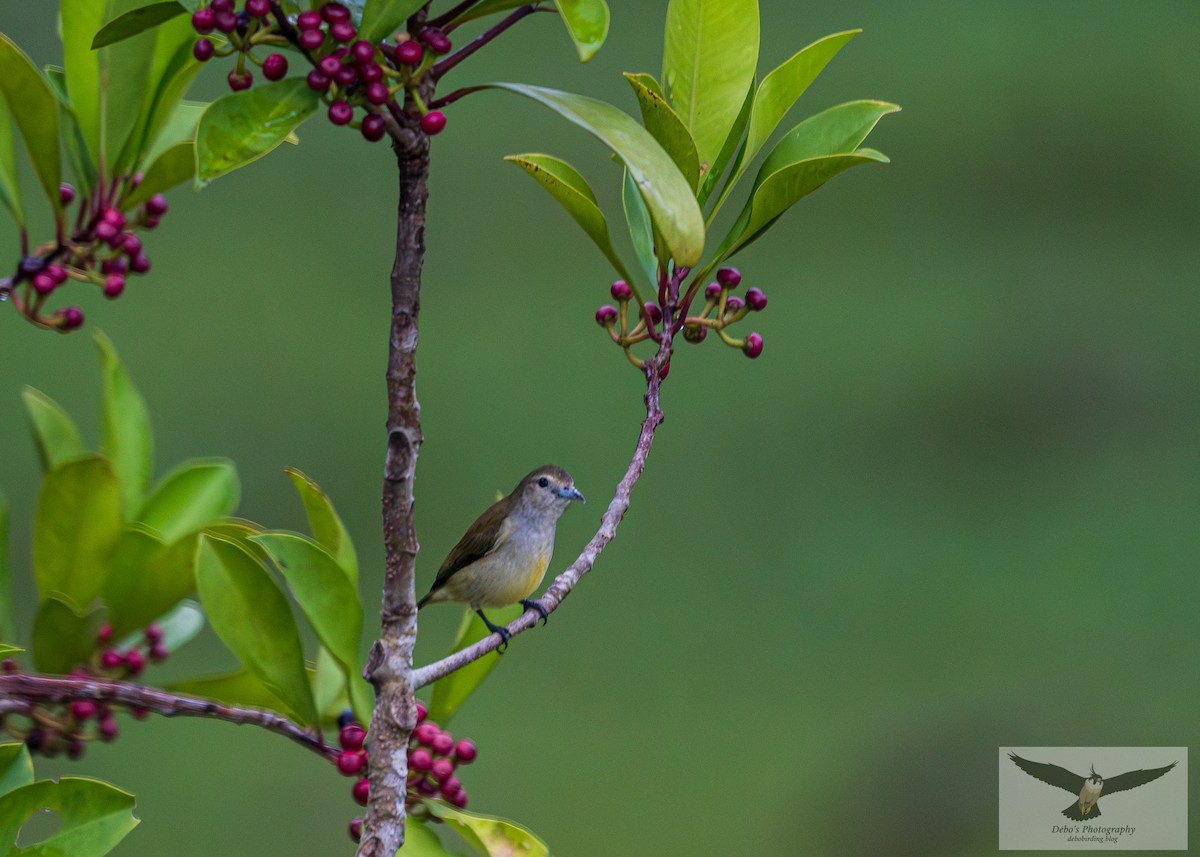 Andaman Flowerpecker - ML642655265