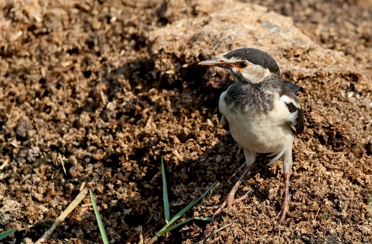 Indian Pied Starling - ML642655271