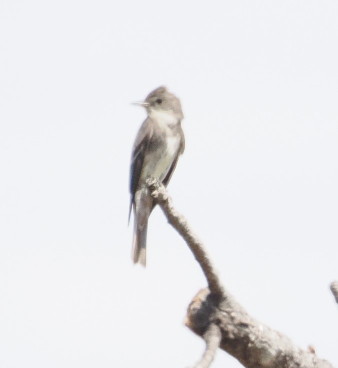 Western Wood-Pewee - ML642655278