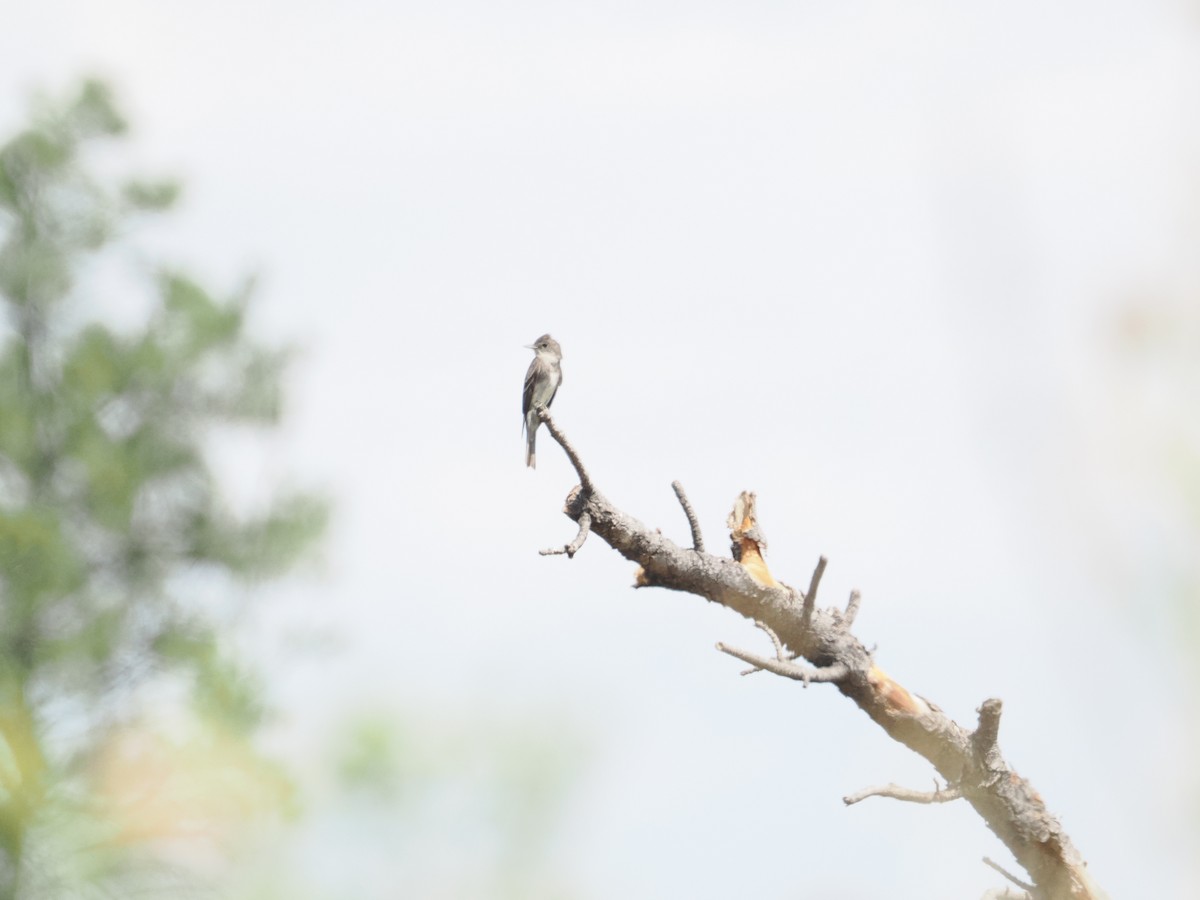 Western Wood-Pewee - ML642655280