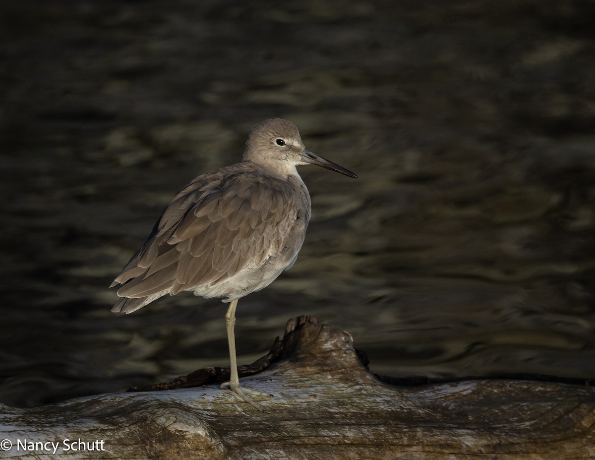 Willet - ML642655285