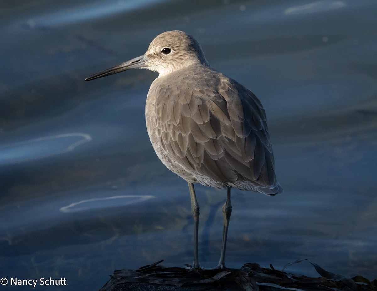 Willet - ML642655287
