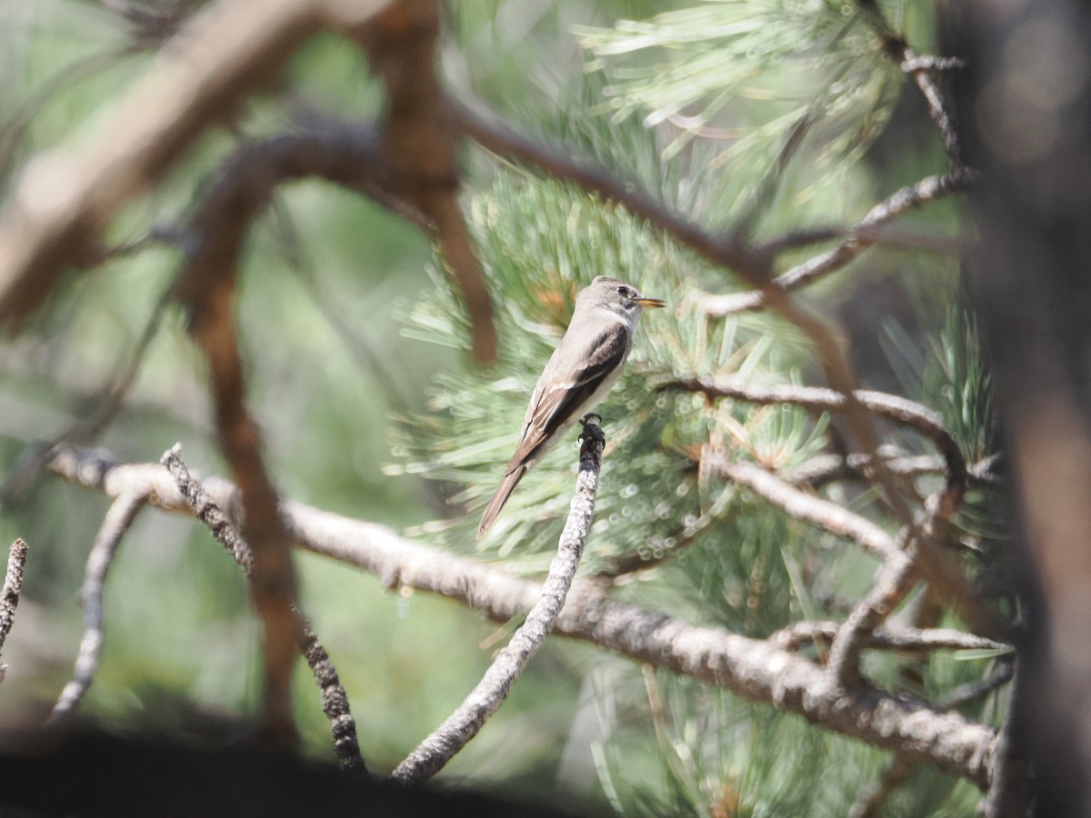 Western Wood-Pewee - ML642655297