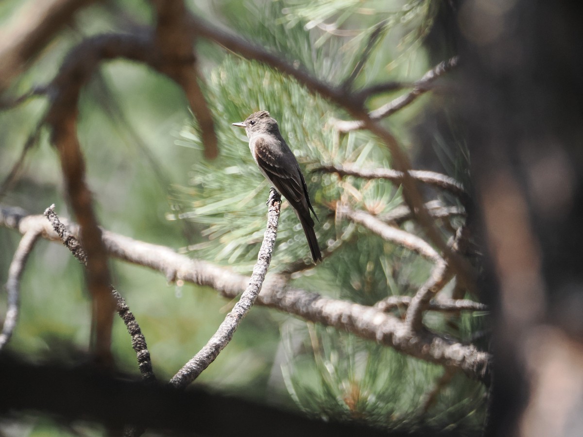 Western Wood-Pewee - ML642655298