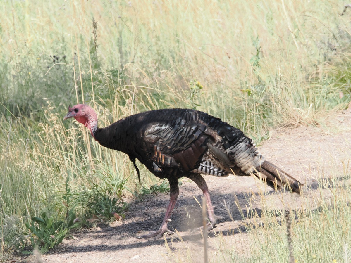 Wild Turkey - ML642655303