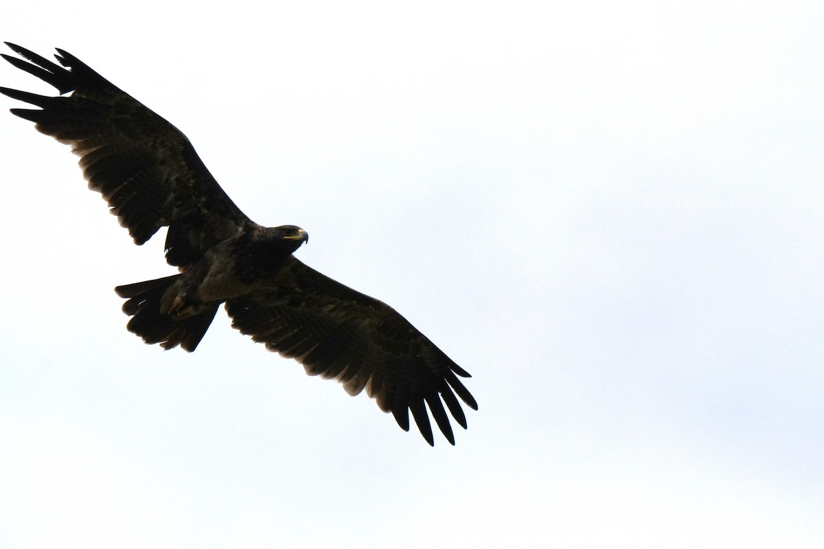 diurnal raptor sp. - ML642655316