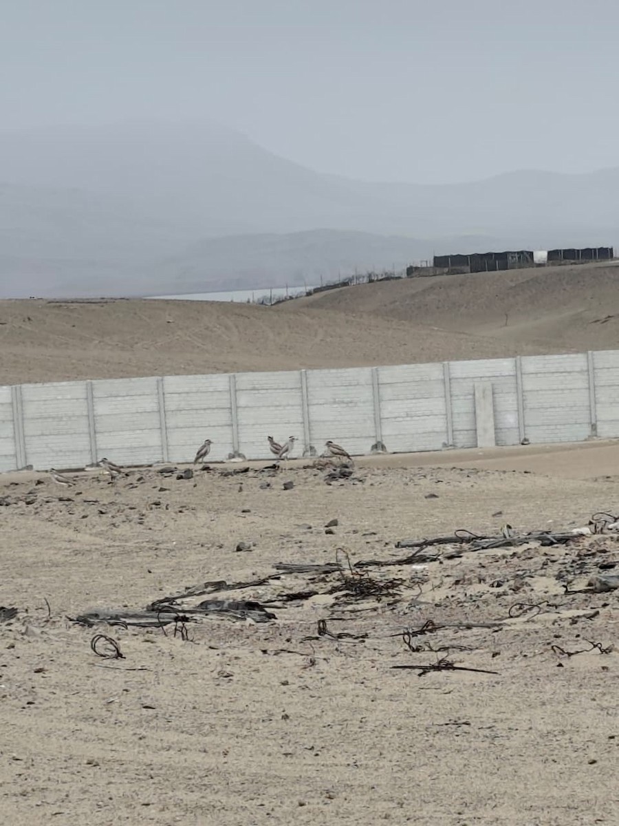 Peruvian Thick-knee - ML642655318