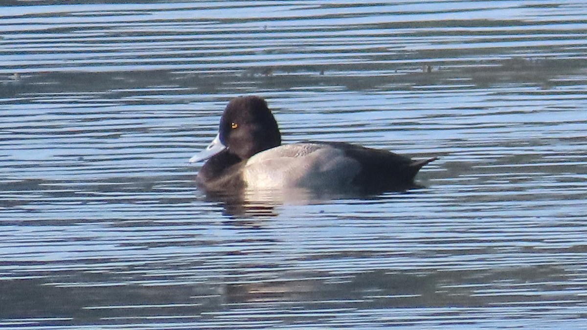 Lesser Scaup - ML642655327