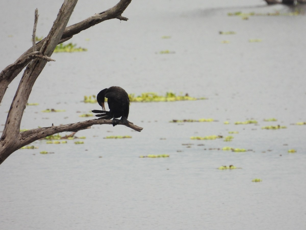 Neotropic Cormorant - ML642655337
