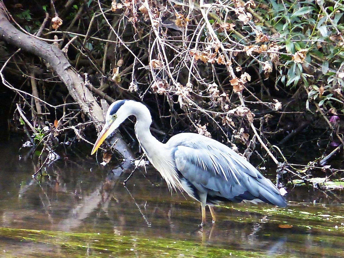 Gray Heron - ML642655344