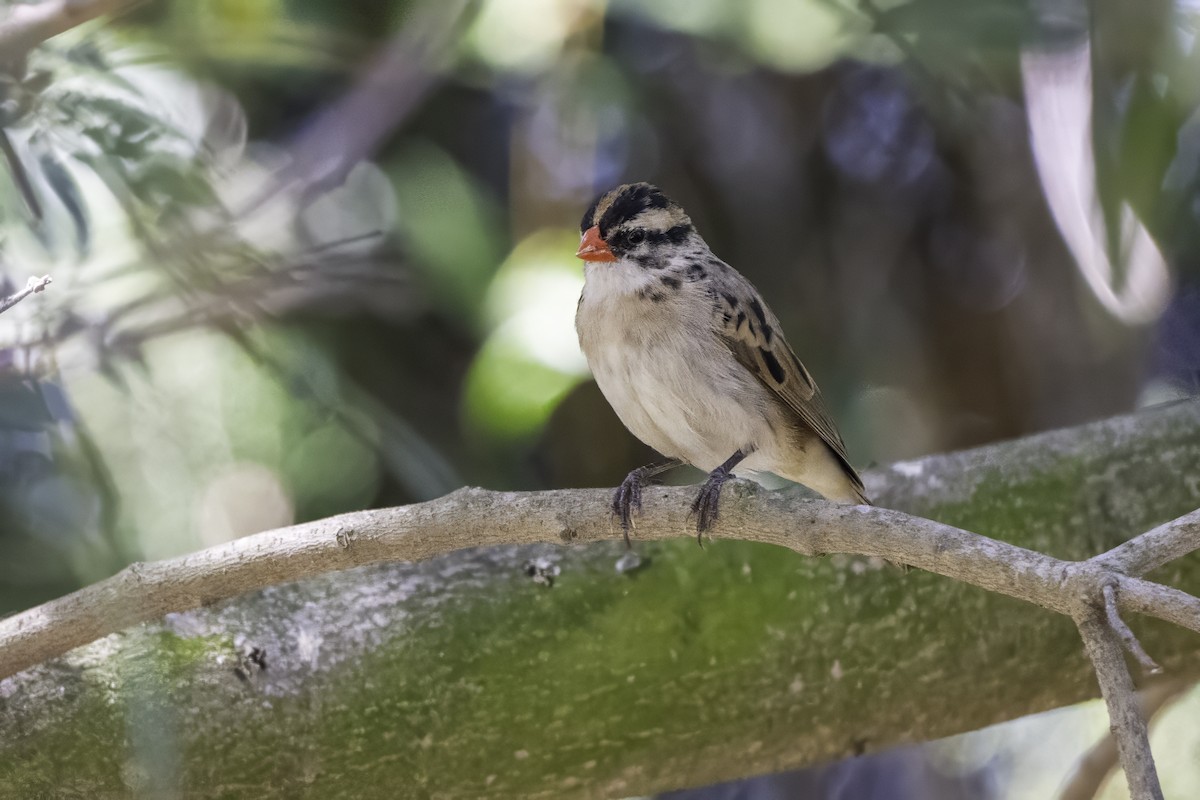 Pin-tailed Whydah - ML642655354