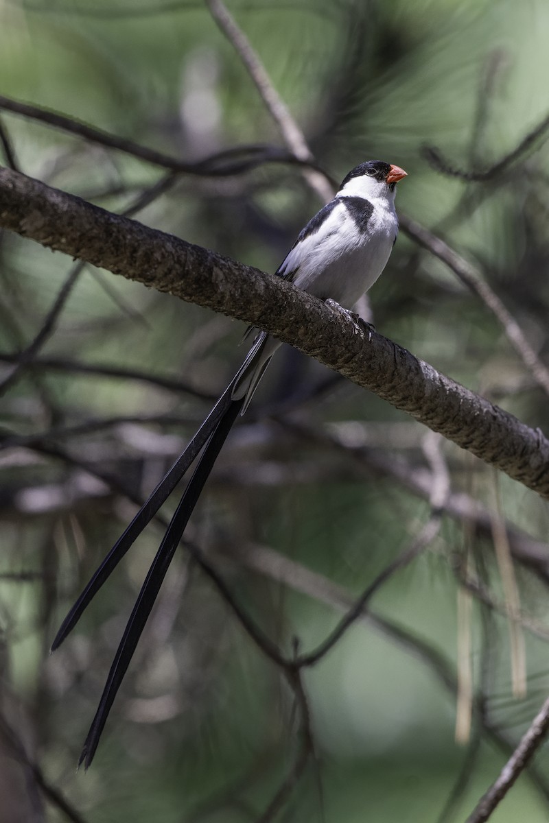 Pin-tailed Whydah - ML642655356